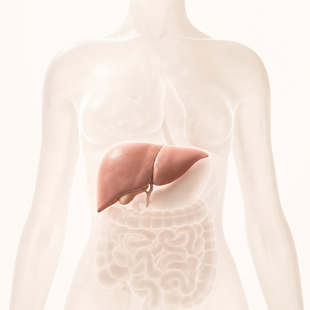 Ilustração do corpo humano em transparência, destacando a posição do fígado no abdome